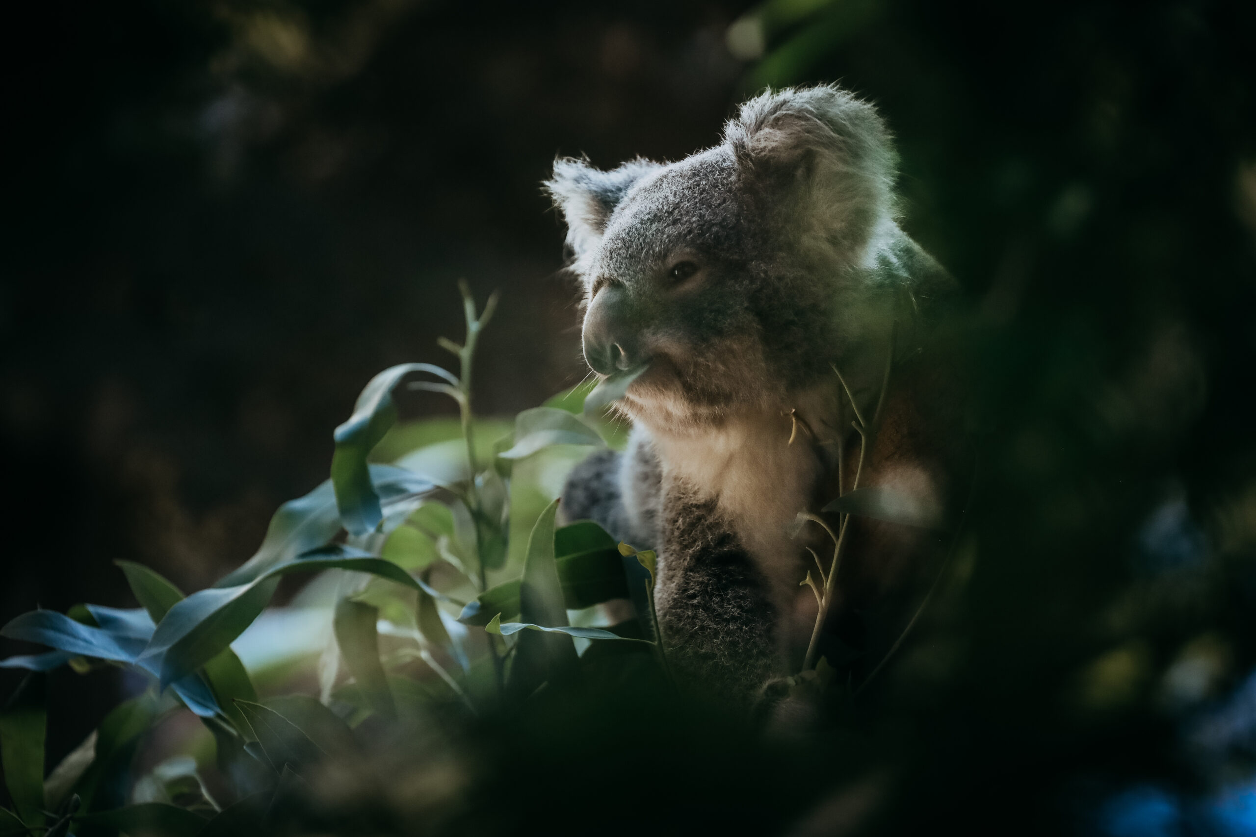 Kohala Bear – Columbus Zoo