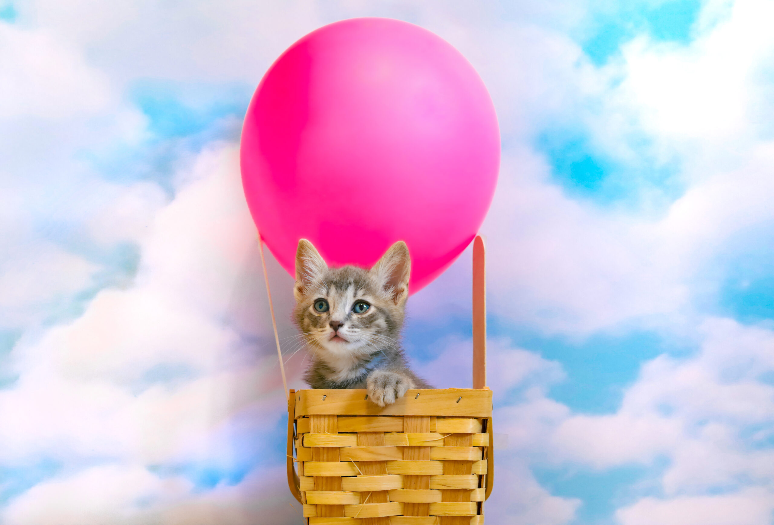 Rocky in a balloon